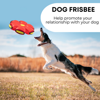 Dog Frisbee Red Blue Pink or Green